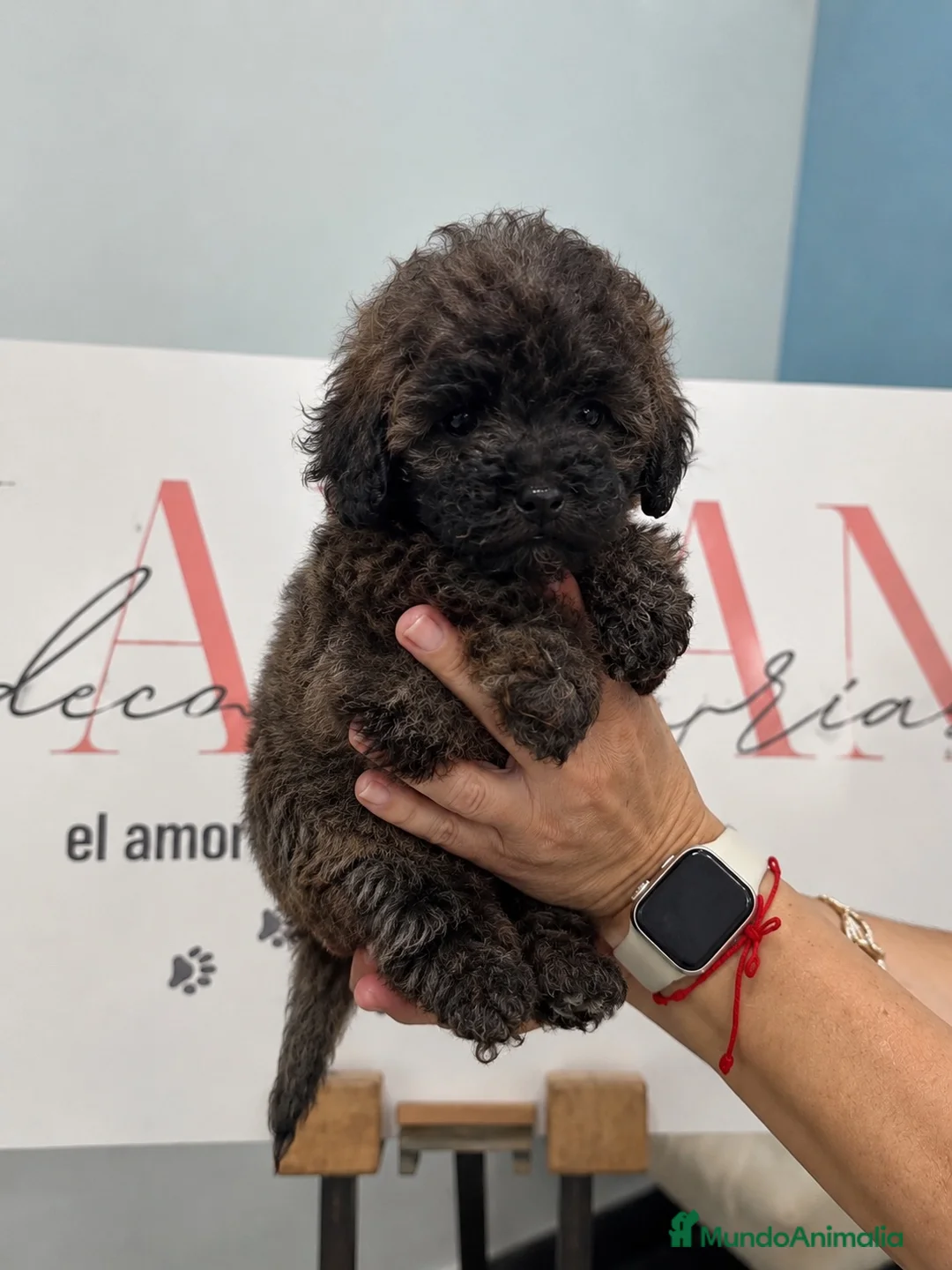 Caniche Toy perros en venta: Disponible Caniche Toy Brindle (Atigrada)  - Anuncio 1