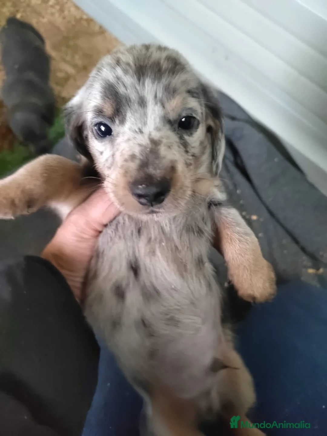 Teckel Miniatura perros en venta: Camada de Teckel Arlequin Miniatura - Anuncio 6