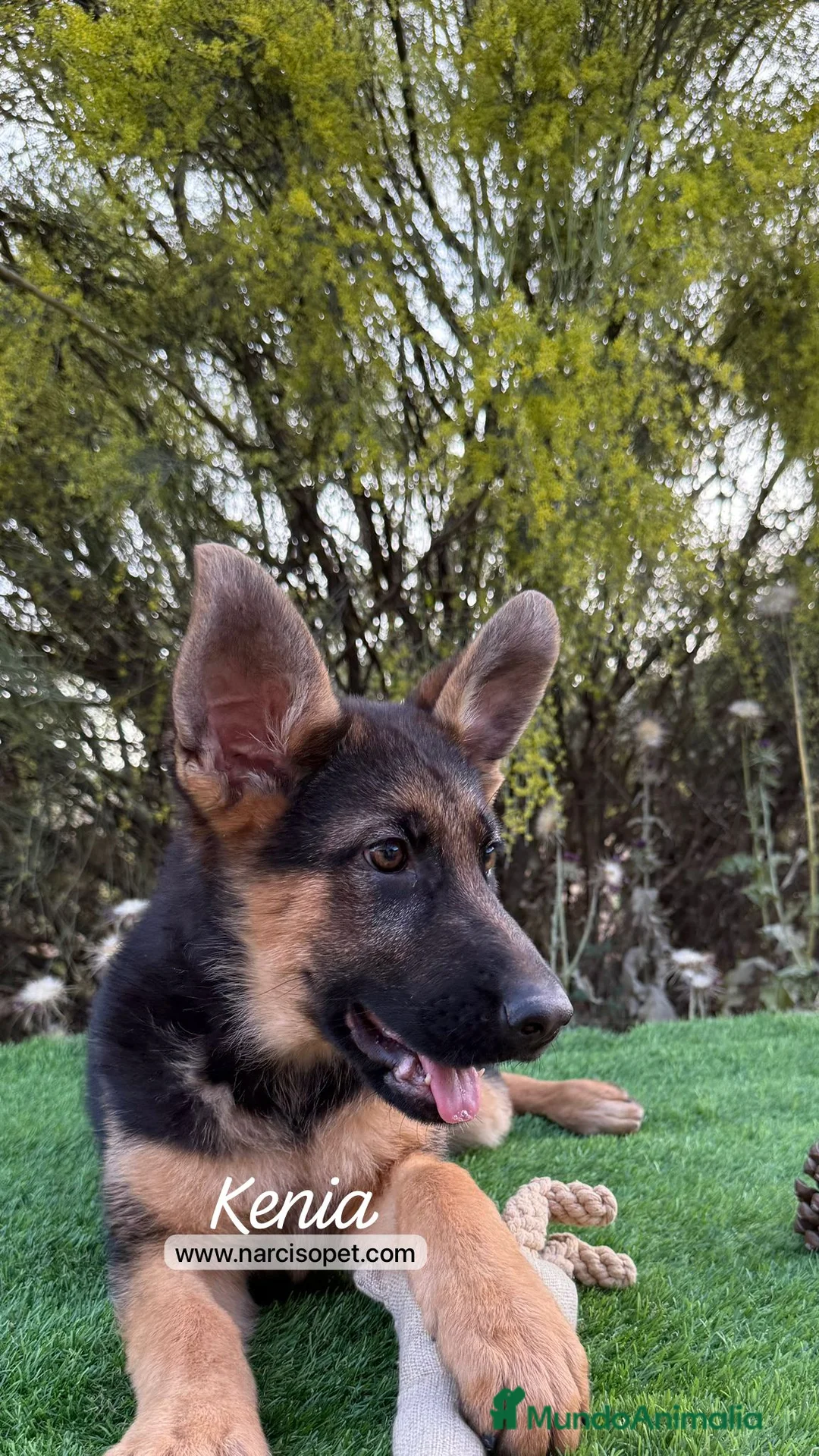 Pastor Alemán perros en venta: VENTA DE PASTOR ALEMAN - Anuncio 1