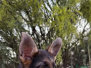 Pastor Alemán perros VENTA DE PASTOR ALEMAN - Anuncio 10
