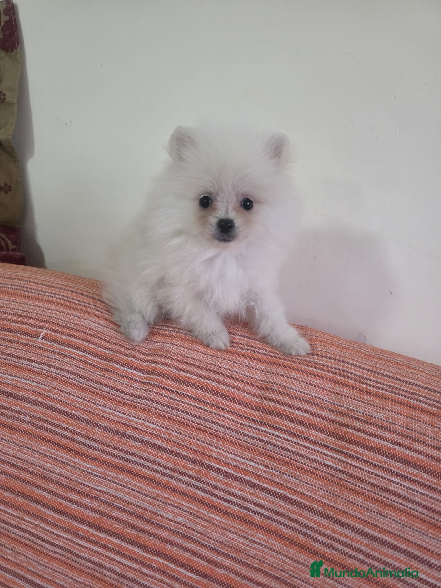 Pomerania perros Pomerania toy - Anuncio 1