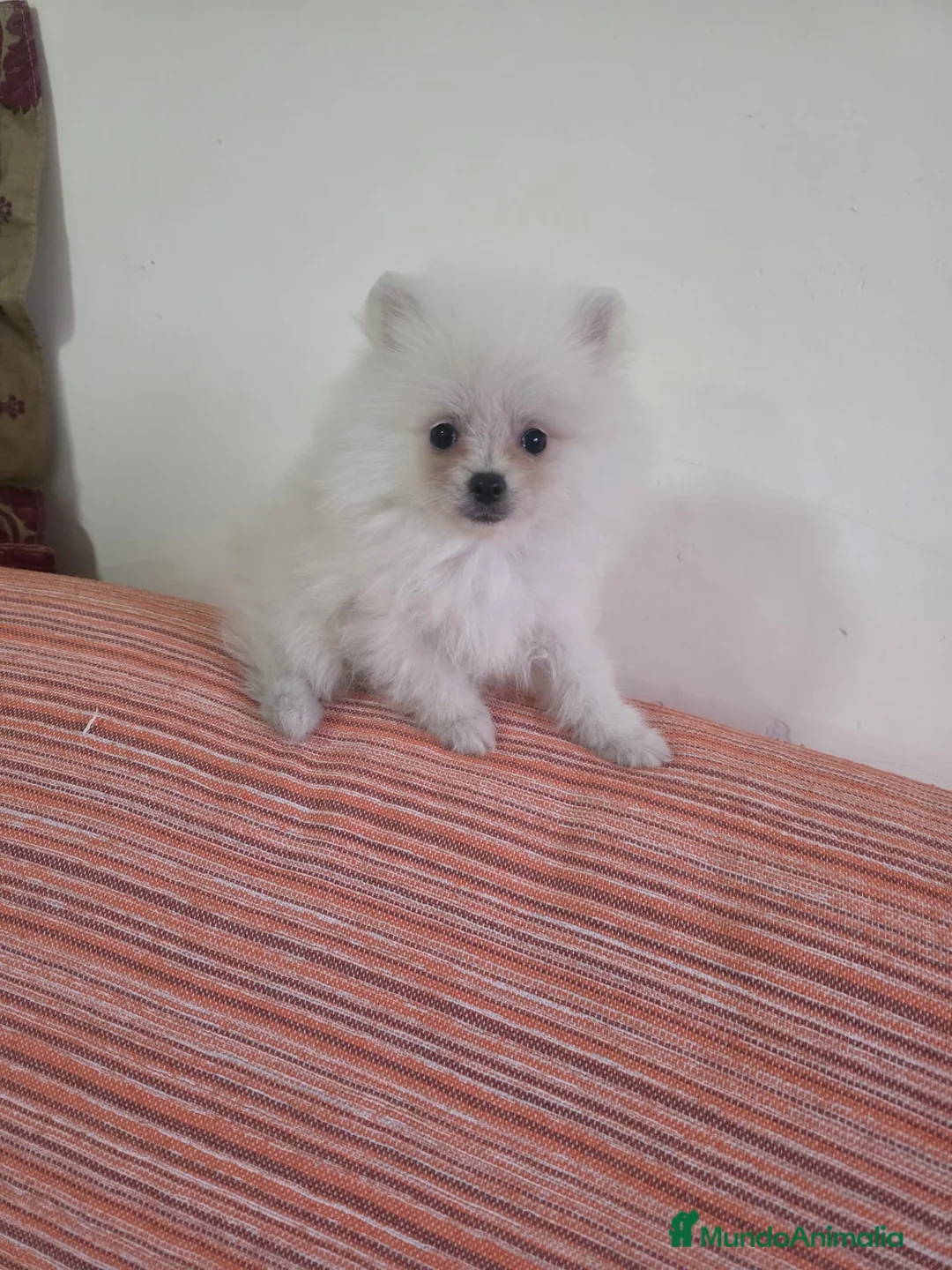 Pomerania perros en venta: Pomerania toy - Anuncio 1