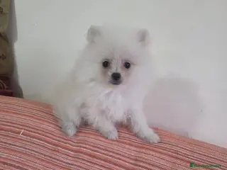 Pomerania perros Pomerania toy - Anuncio 1