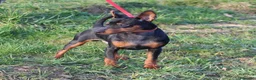 Pinscher Miniatura perros en venta: Pinscher miniatura (DISPONIBLES)  en Ciudad Real - Anuncio 8