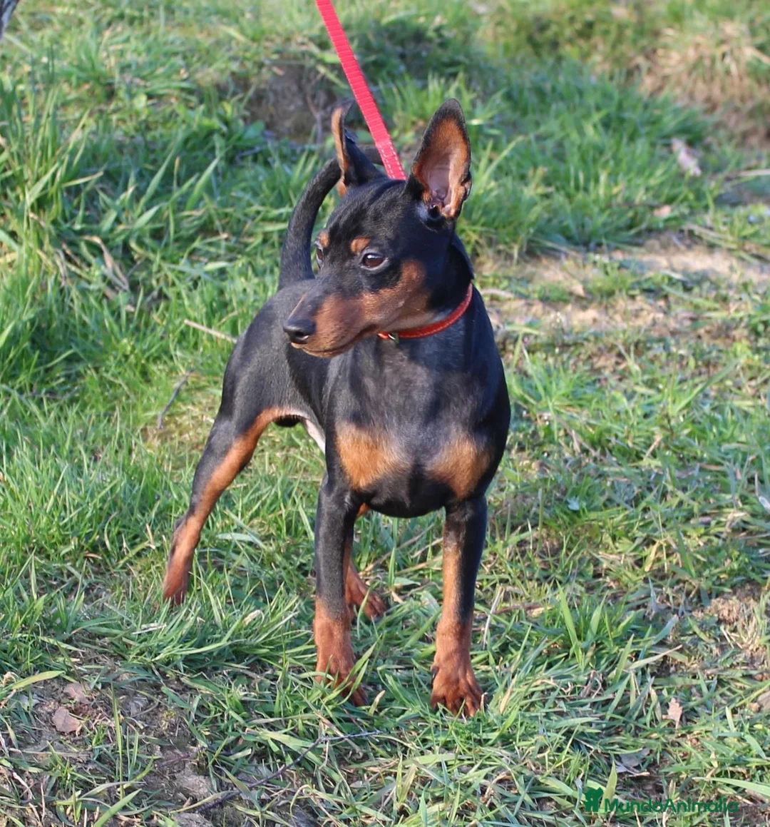 Pinscher Miniatura perros en venta: Pinscher miniatura (DISPONIBLES)  en Ciudad Real - Anuncio 8