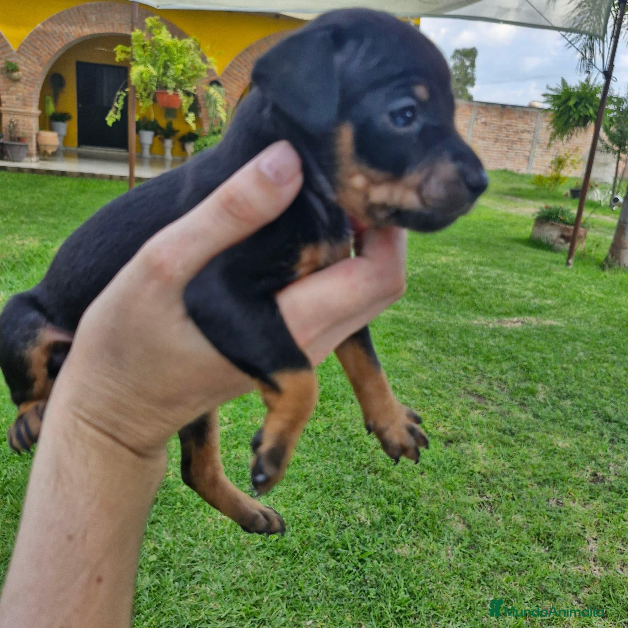Pinscher Miniatura perros Pinscher miniatura ! Varios colores  en Ciudad Real - Anuncio 2