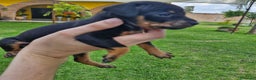 Pinscher Miniatura perros en venta: Pinscher miniatura ! Varios colores  en Ciudad Real - Anuncio 2