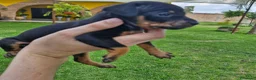 Pinscher Miniatura perros en venta: Pinscher miniatura ! Varios colores  en Ciudad Real - Anuncio 2