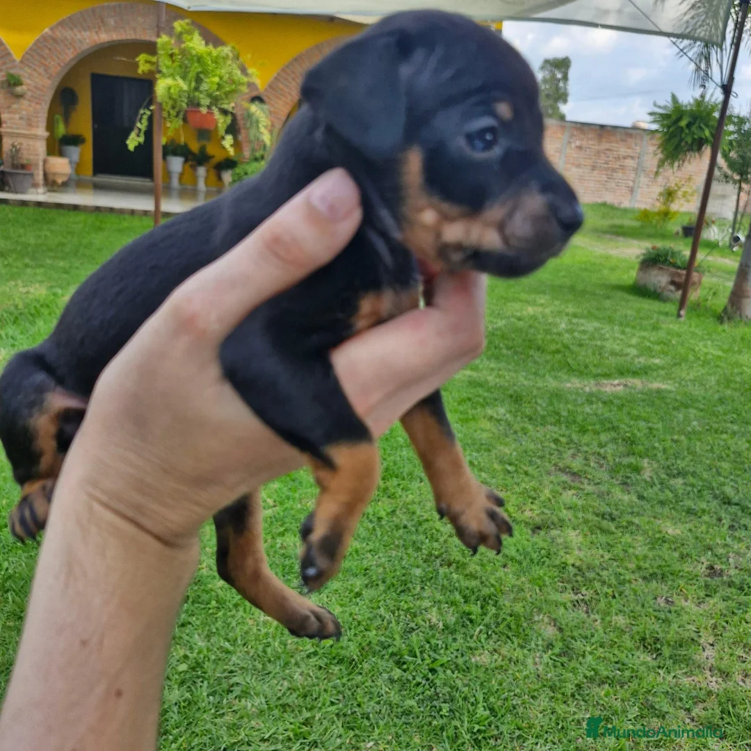 Pinscher Miniatura perros en venta: Pinscher miniatura ! Varios colores  en Ciudad Real - Anuncio 2