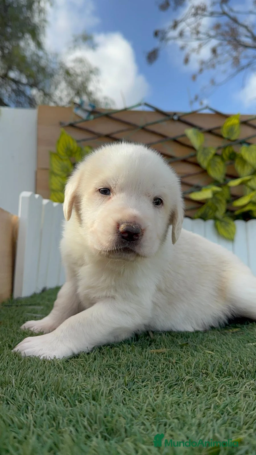 Mastín Español perros en venta: MASTIN ESPAÑOL - Anuncio 13