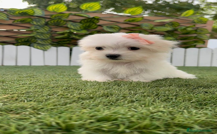Bichón Maltés perros - Anuncio 1