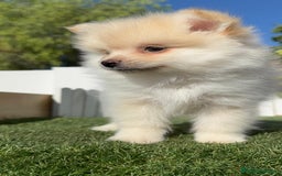 Pomerania perros en venta: POMERANIA MACHO - Imagen 16