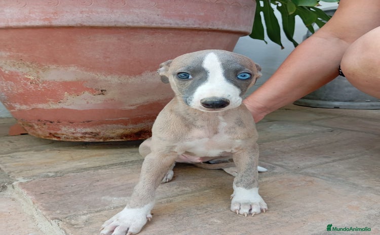 Whippet perros - Anuncio 1