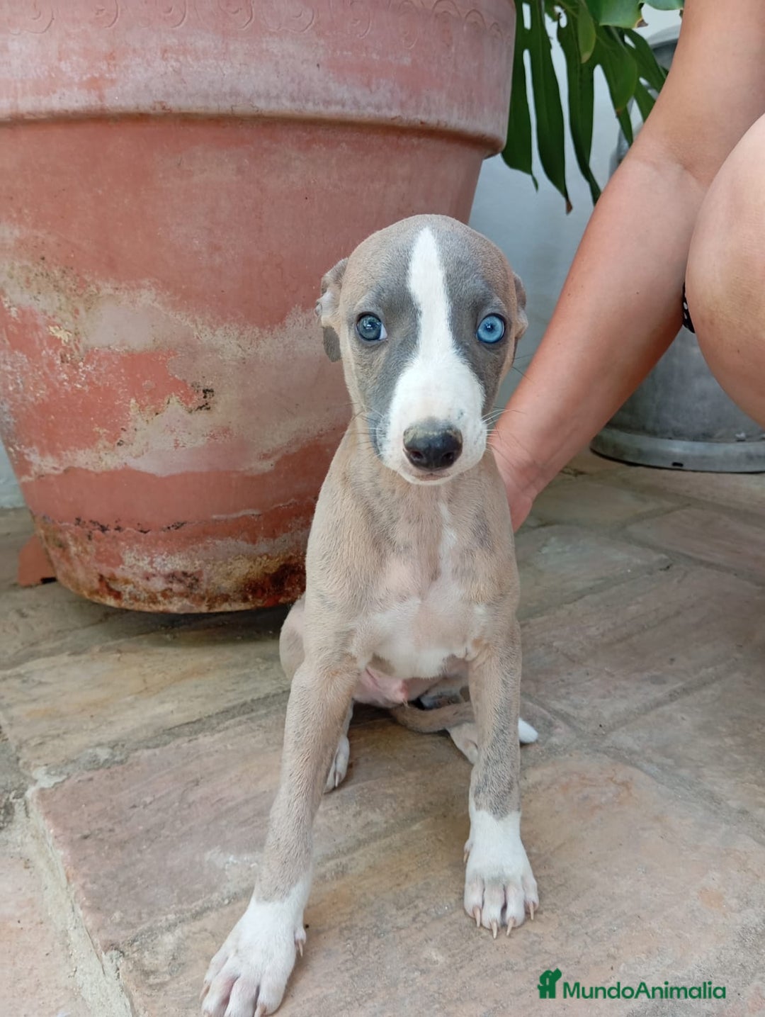 Whippet perros en venta: Whippet - Imagen 1