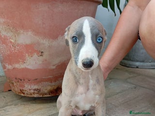 Whippet perros - Anuncio 2