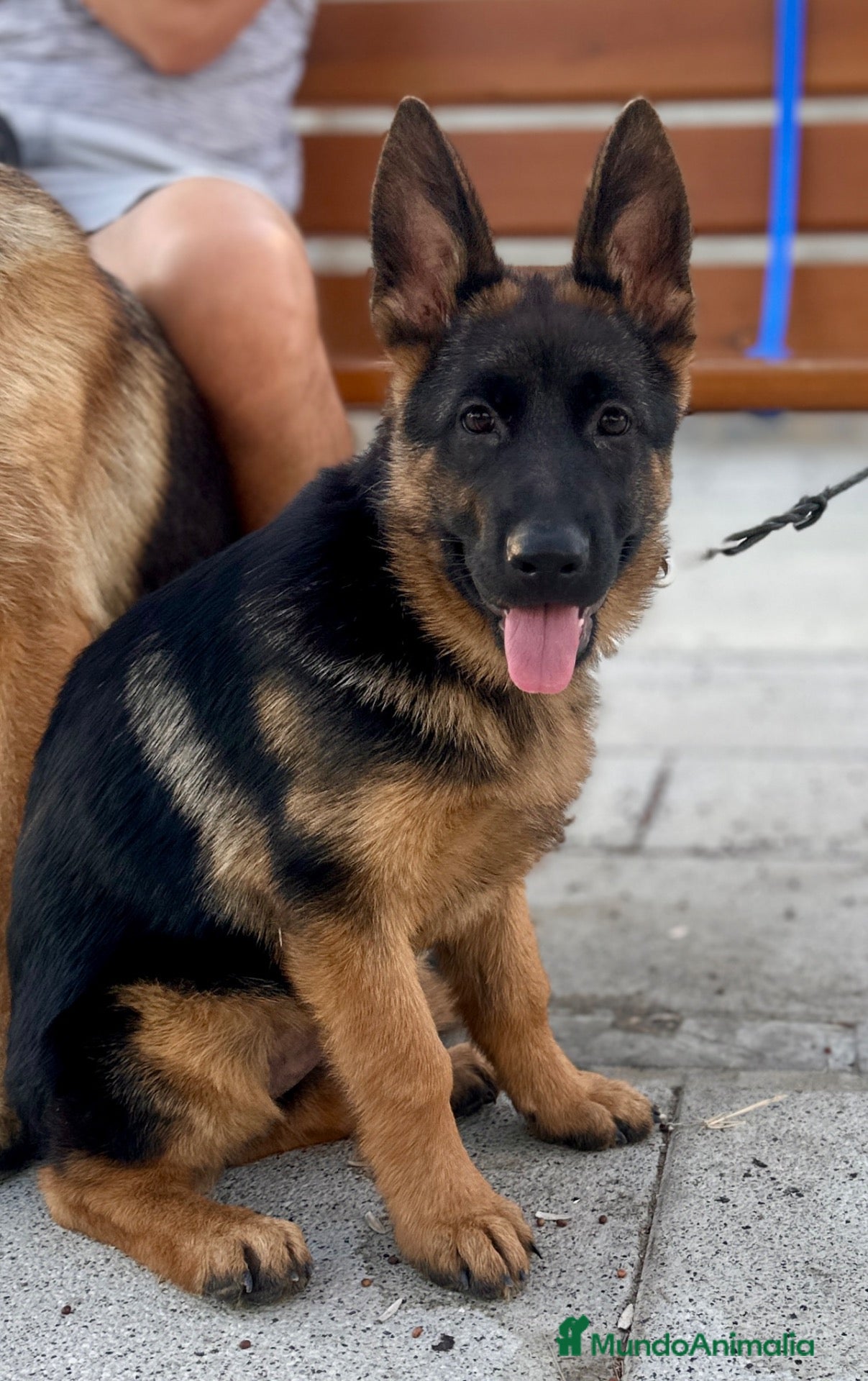 Pastor Alemán perros Pastor alemán  - Anuncio 1