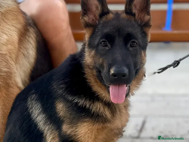 Pastor Alemán perros Pastor alemán - Anuncio 1