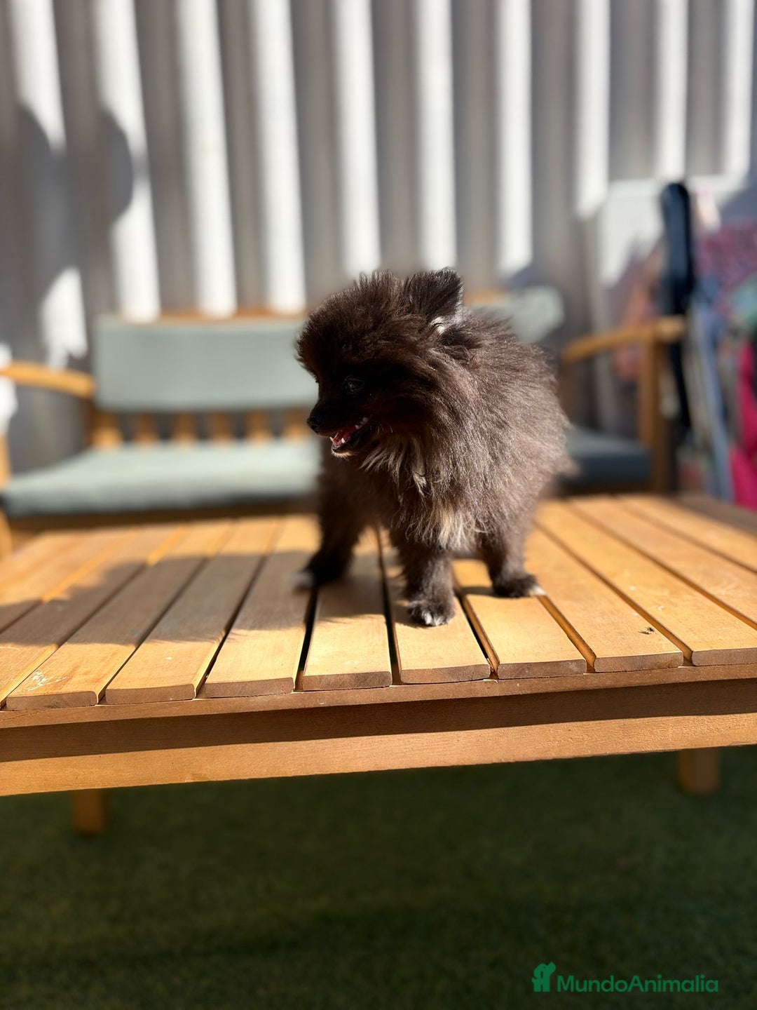 Pomerania perros en venta: Lulu pomerania MICRO TOY  - Imagen 4