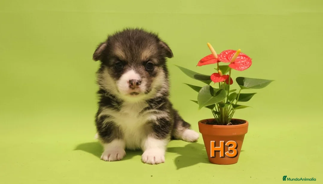 Welsh Corgi Pembroke perros en venta: Cachorros de Corgi Pembroke - Anuncio 1