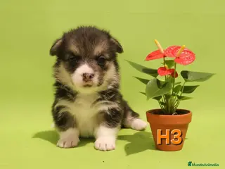 Welsh Corgi Pembroke perros Cachorros de Corgi Pembroke - Anuncio 1