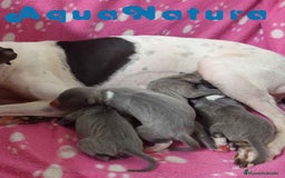Pequeño Lebrel Italiano perros en venta: Camada Lebrel Italiano de BN y Omega AQUANATURA - Imagen 1