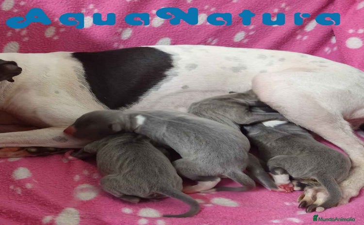 Pequeño Lebrel Italiano perros - Anuncio 2