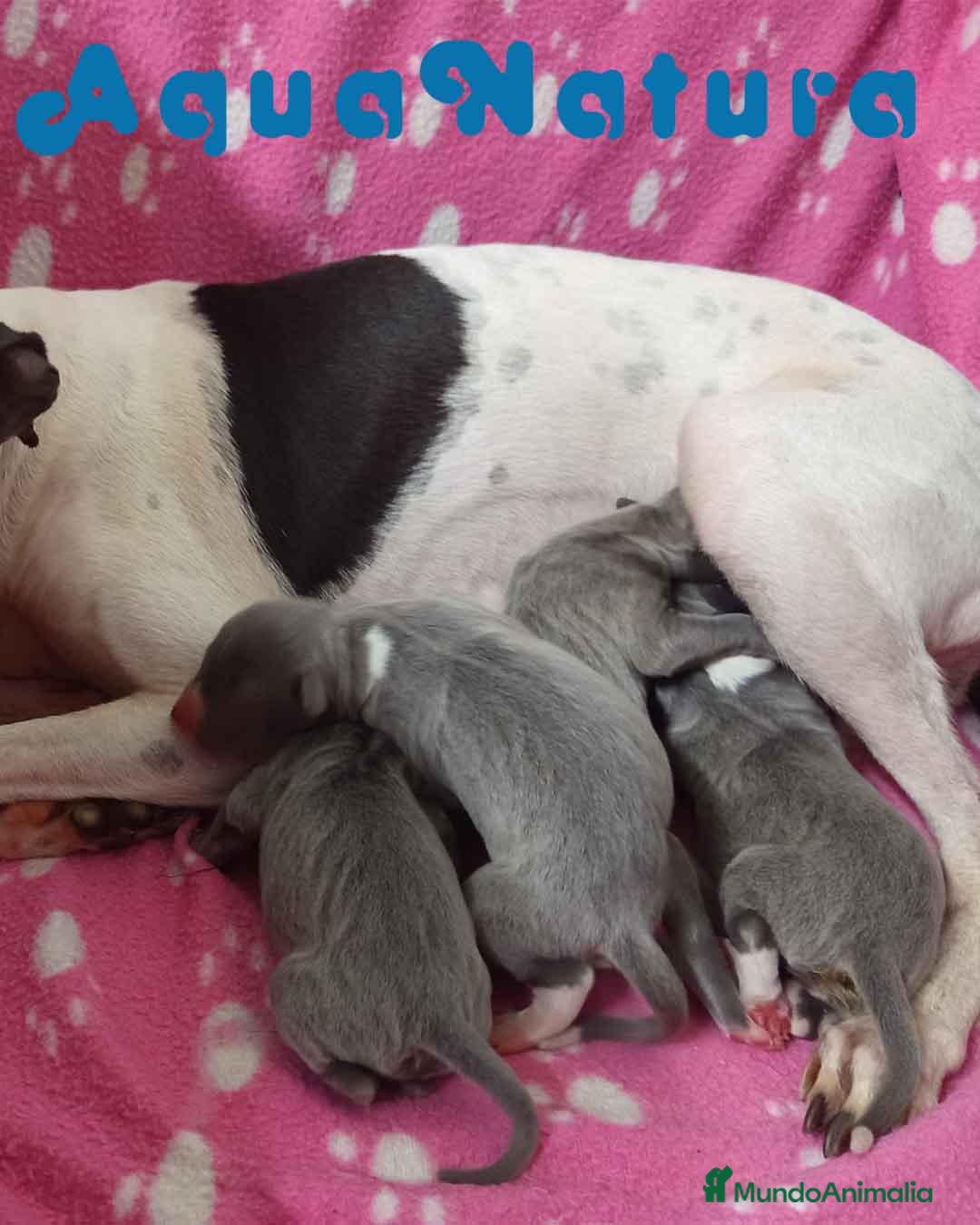 Pequeño Lebrel Italiano perros en venta: Camada Lebrel Italiano de BN y Omega AQUANATURA - Imagen 1