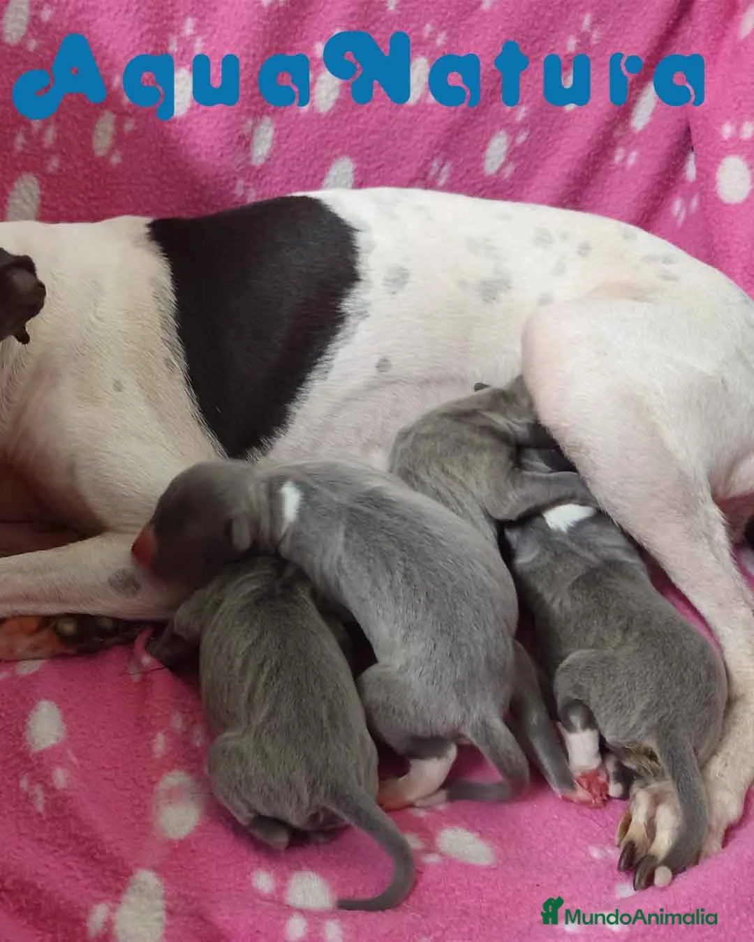 Pequeño Lebrel Italiano perros en venta: Camada Lebrel Italiano de BN y Omega AQUANATURA - Anuncio 1