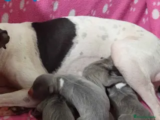 Pequeño Lebrel Italiano perros Camada Lebrel Italiano de BN y Omega AQUANATURA - Anuncio 30