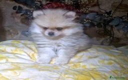 Pomerania perros en venta: Pomerania 50% linea rusa - Imagen 1