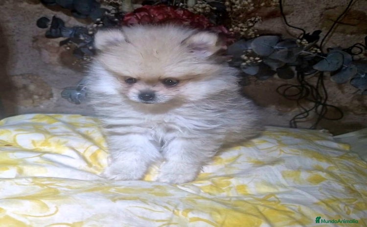 Pomerania perros - Anuncio 2