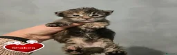 Maine Coon gatos en venta: Gatitas maine coon  - Anuncio 1