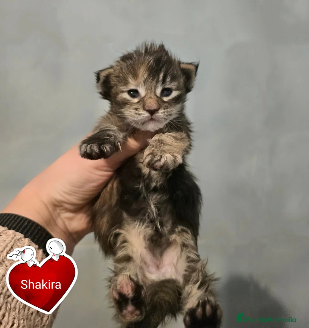 Maine Coon gatos en venta: Gatitas maine coon  - Anuncio 1