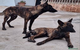 Pastor Holandés perros en venta: PASTOR HOLANDES  - Imagen 2