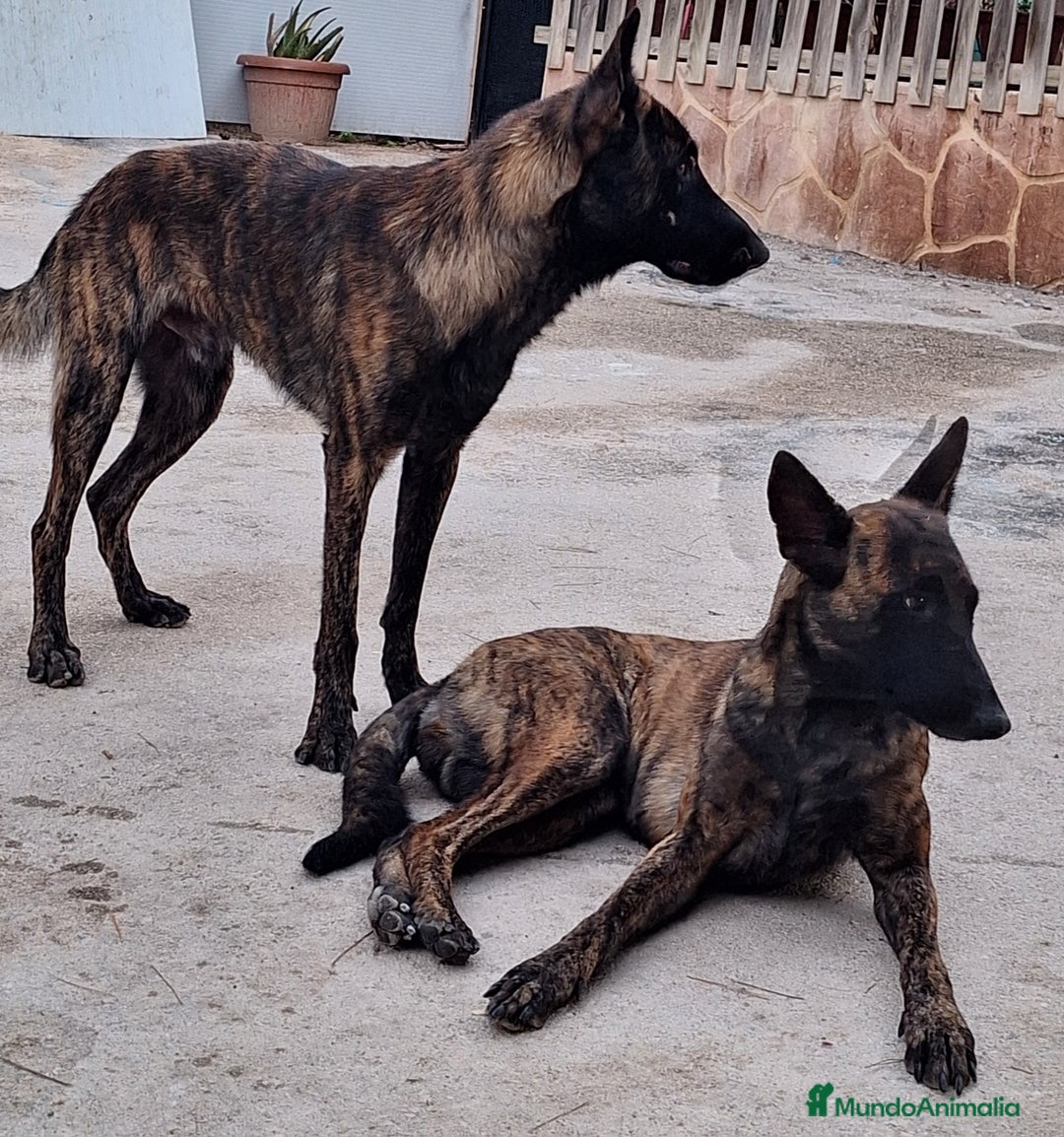 Pastor Holandés perros en venta: PASTOR HOLANDES  - Imagen 2