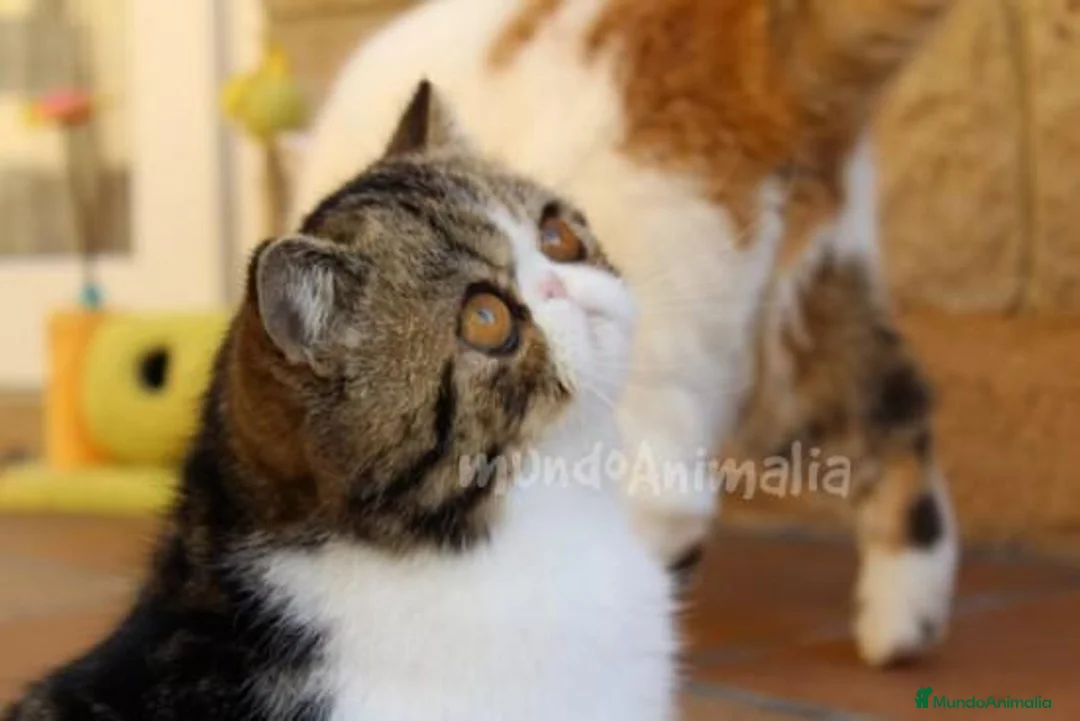 Imagen de galería {{count}}