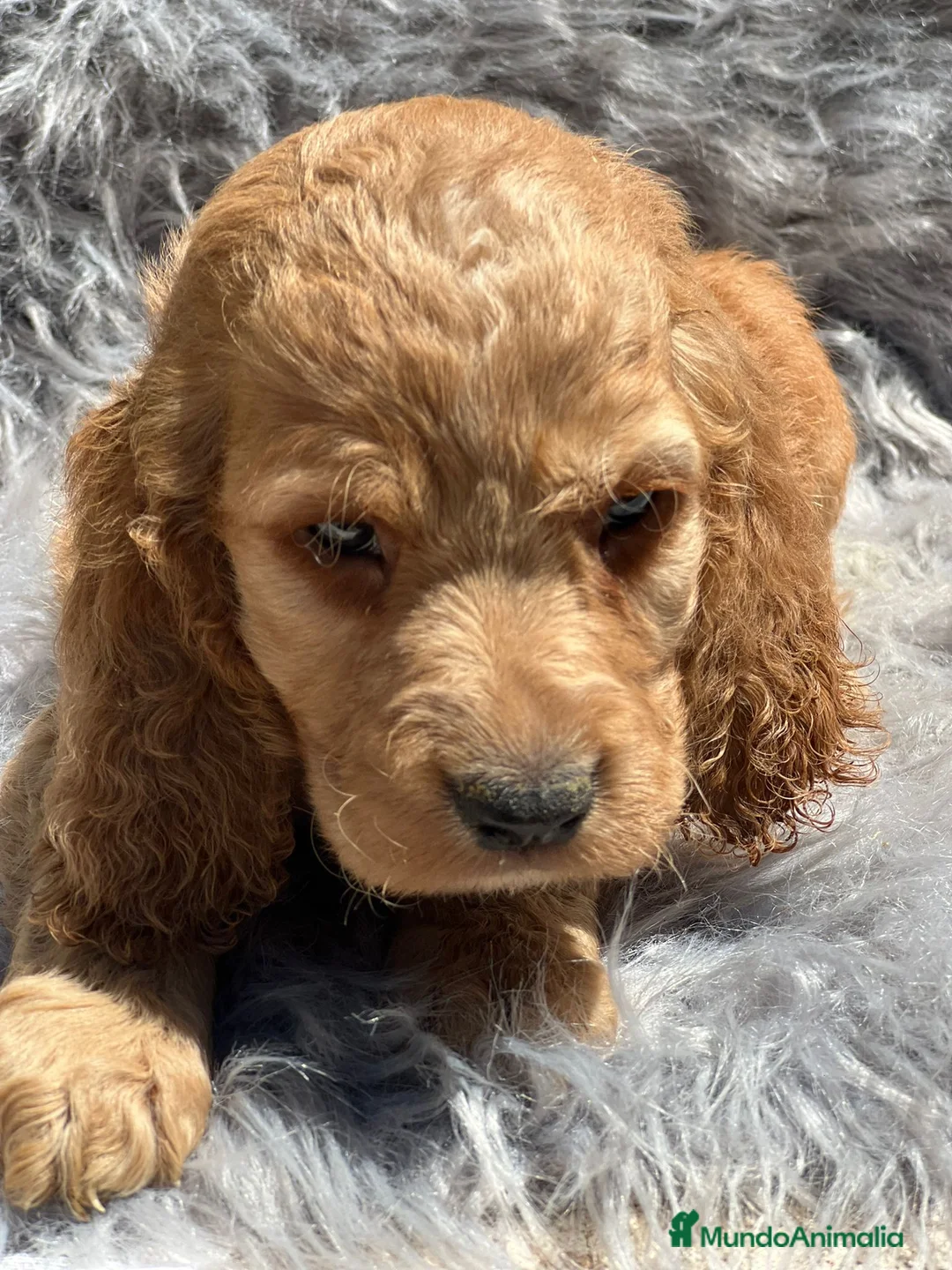 Otras razas perros en venta: Cockapoo en Barcelona - Anuncio 6
