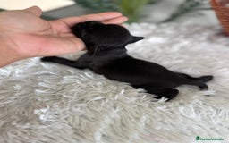 Cocker Spaniel Inglés perros en venta: COCKER MACHO - Imagen 9
