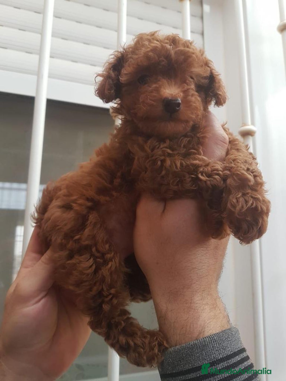 Caniche Toy perros en venta: Adorable bebé de Caniche Rojo Toy - Imagen 2