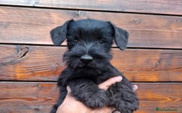 Schnauzer Miniatura perros en venta: SCHNAUZER MINIATURA - Imagen 1
