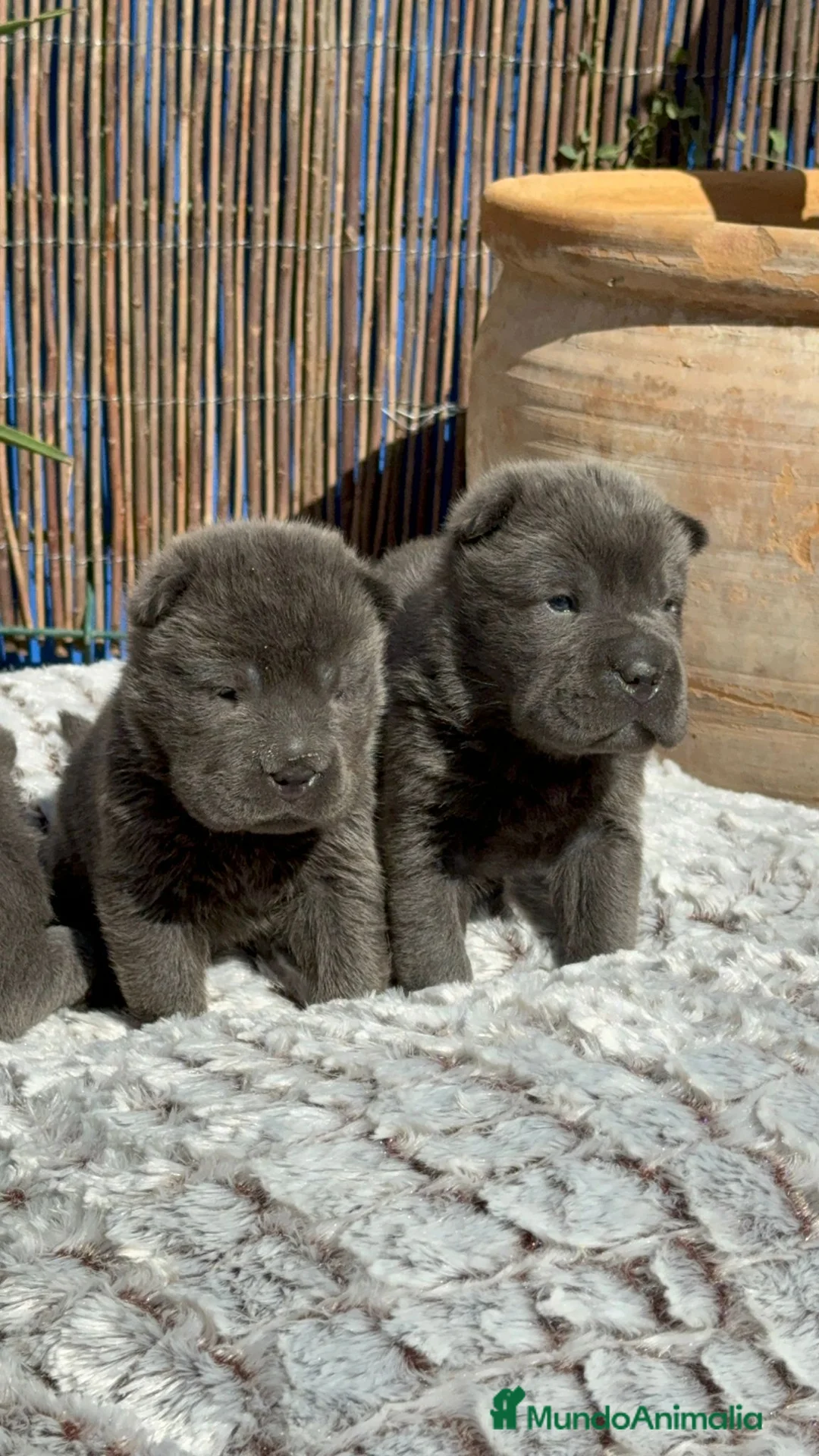Shar Pei perros en venta: BABY SHAR PEI BLUE en Málaga - Anuncio 5