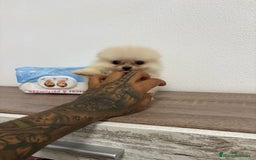 Pomerania perros en venta: Pomerania hembra  - Imagen 3