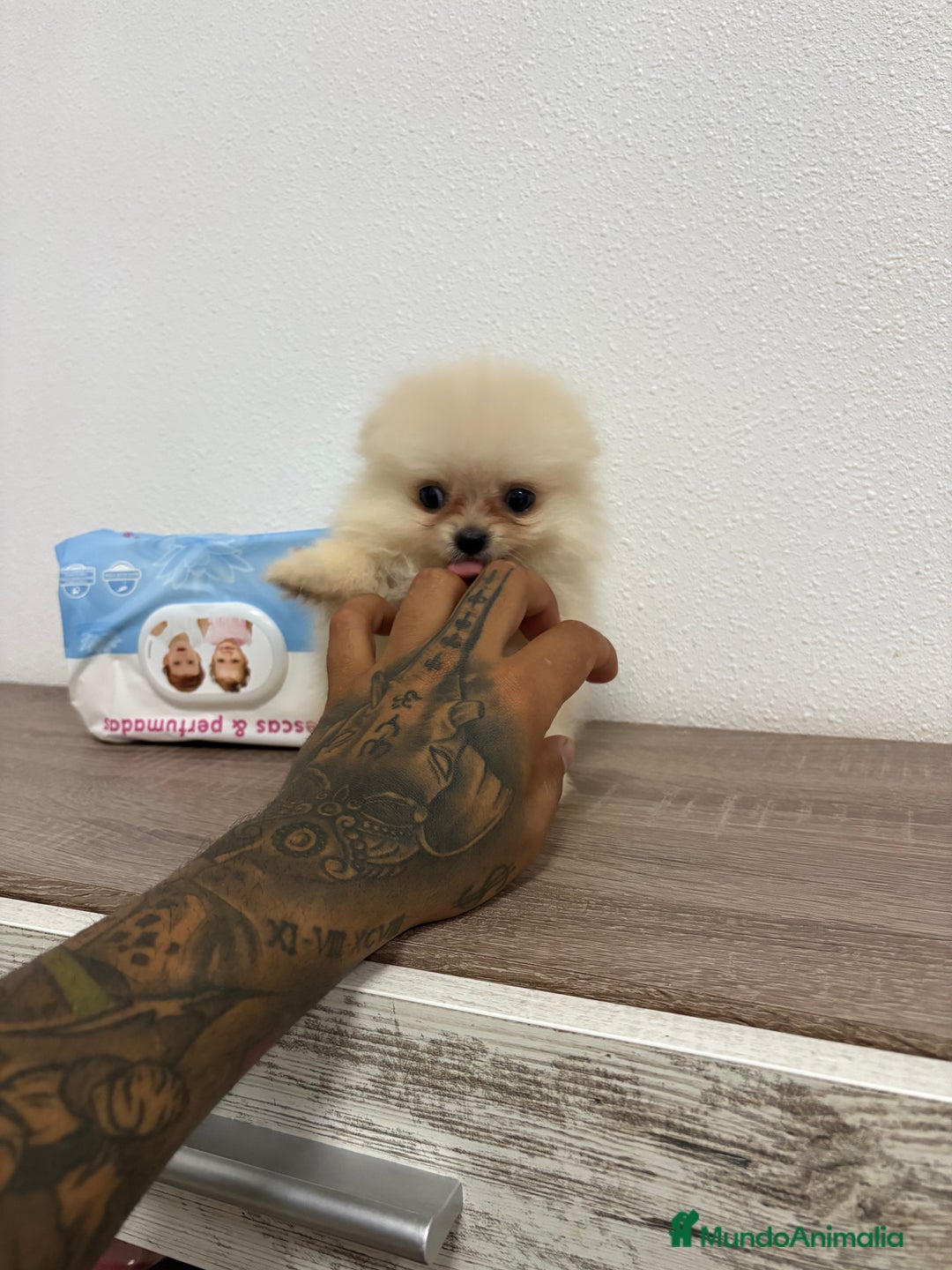 Pomerania perros en venta: Pomerania hembra  - Imagen 3