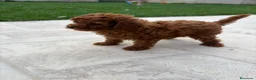 Caniche Toy perros en venta: Caniche Toy rojo - Anuncio 7
