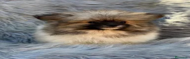Pomerania 1