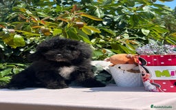 Perro de Agua Español perros en venta: Cachorritos perro de aguas español  - Imagen 1