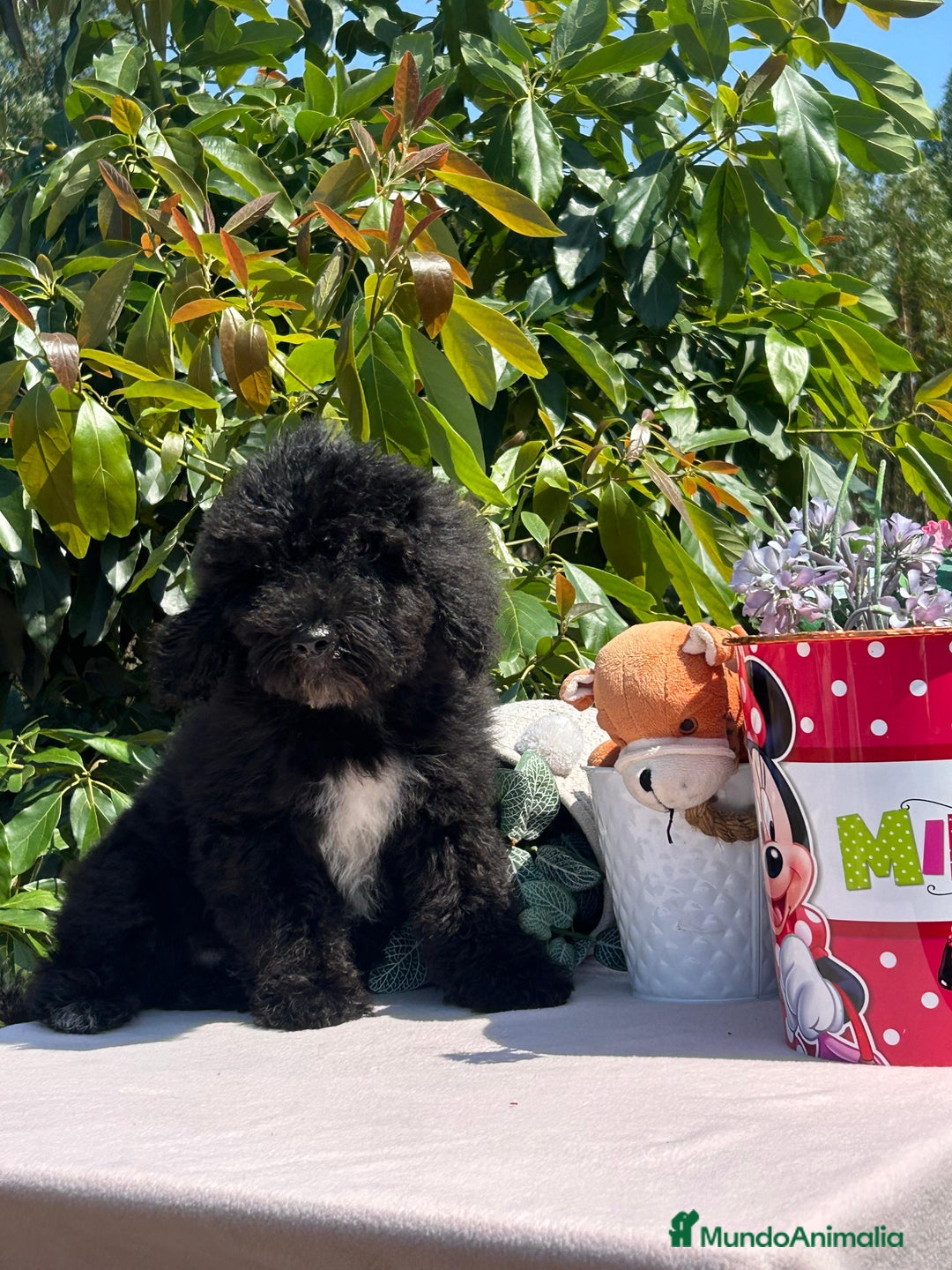 Perro de Agua Español perros en venta: Cachorritos perro de aguas español  - Imagen 1