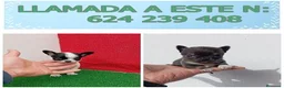 Chihuahua perros en venta: PRECIOSOS CHIHUAHUA RUSO Y ASIÁTICO   - Anuncio 10