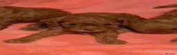 Caniche Toy perros en venta: Caniche Toy  - Anuncio 2