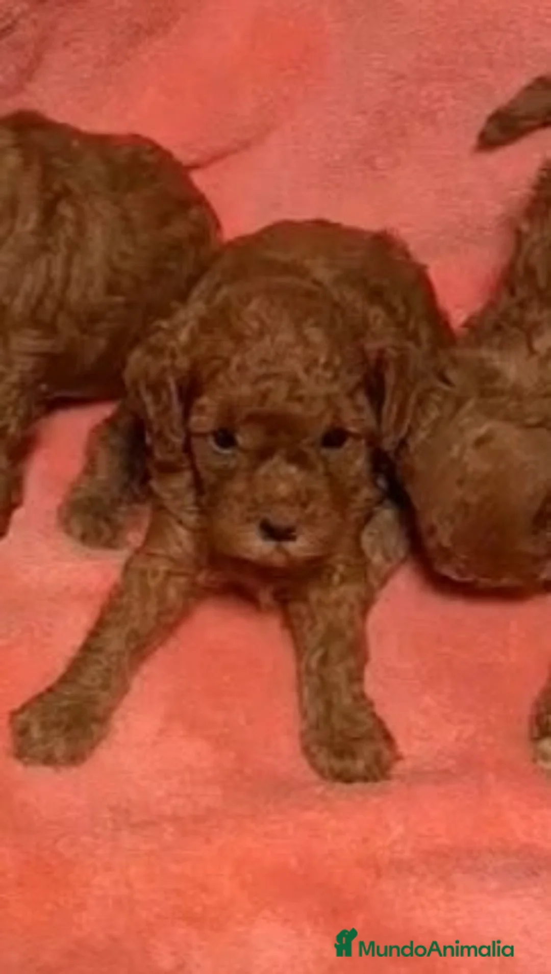 Caniche Toy perros en venta: Caniche Toy  - Anuncio 2